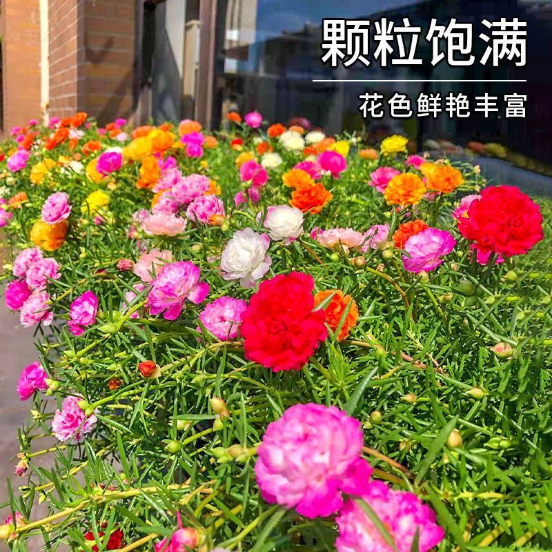 重瓣太阳花种子，四季播种松叶牡丹易活开花不断室内阳台盆栽