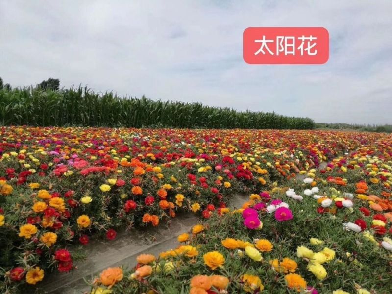 重瓣太阳花种子，四季播种松叶牡丹易活开花不断室内阳台盆栽