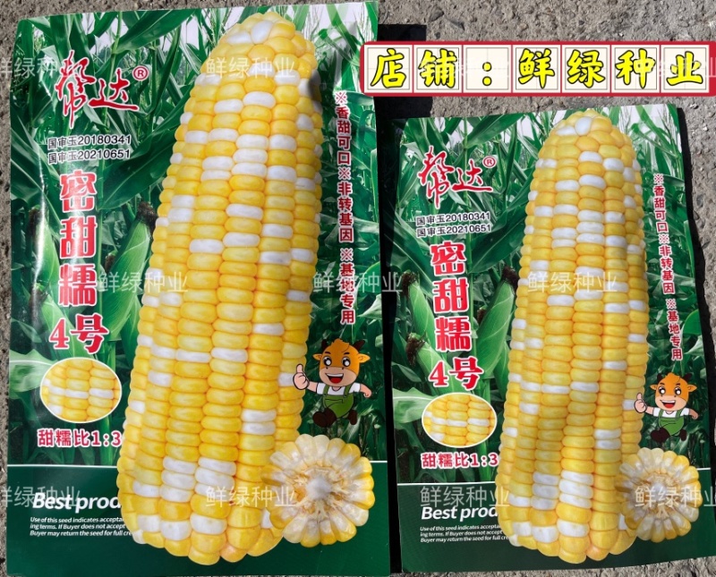 扬州美女水果型黄瓜瓜长24厘米肉绿刺少把短