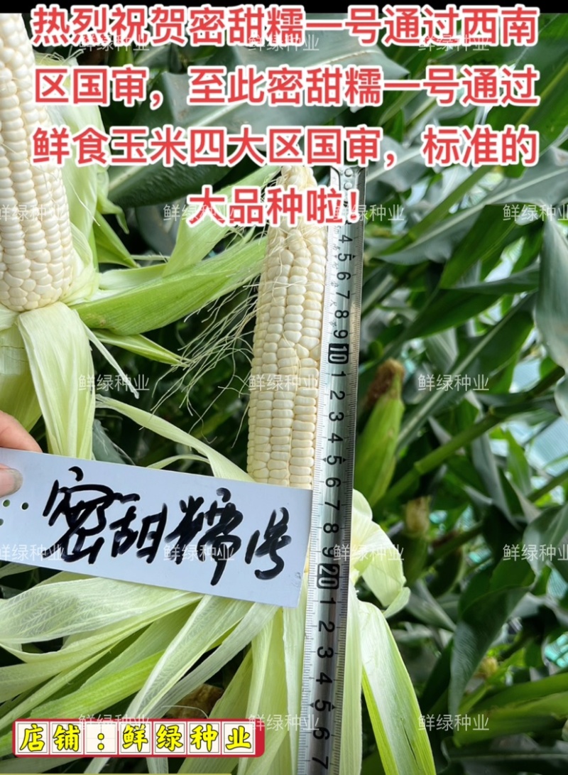 扬州美女水果型黄瓜瓜长24厘米肉绿刺少把短