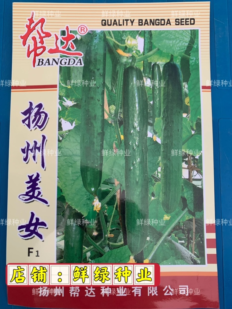 扬州美女水果型黄瓜瓜长24厘米肉绿刺少把短