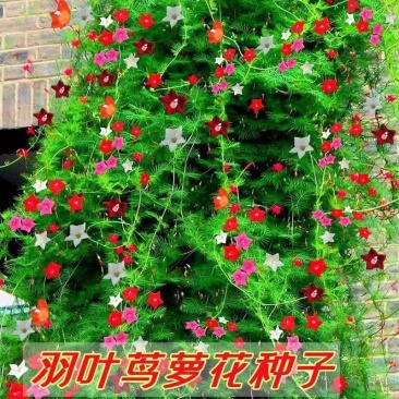 羽叶茑萝花种子庭院爬藤植物五角星花爬墙花盆栽阳台四季花卉