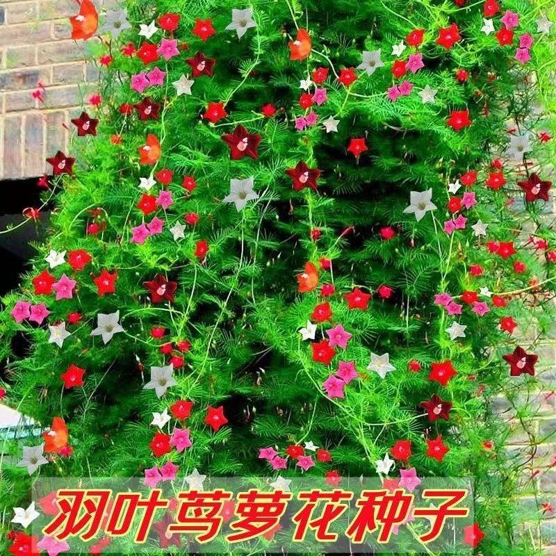 羽叶茑萝花种子庭院爬藤植物五角星花爬墙花盆栽阳台四季花卉