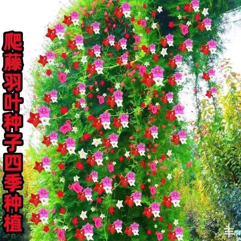 羽叶茑萝花种子庭院爬藤植物五角星花爬墙花盆栽阳台四季花卉