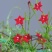 羽叶茑萝花种子庭院爬藤植物五角星花爬墙花盆栽阳台四季花卉