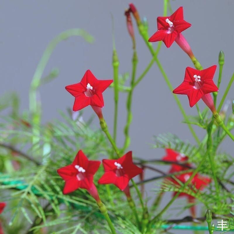 羽叶茑萝花种子庭院爬藤植物五角星花爬墙花盆栽阳台四季花卉