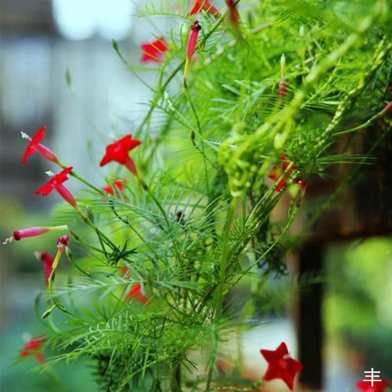 羽叶茑萝花种子庭院爬藤植物五角星花爬墙花盆栽阳台四季花卉