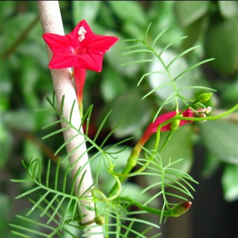 羽叶茑萝花种子庭院爬藤植物五角星花爬墙花盆栽阳台四季花卉