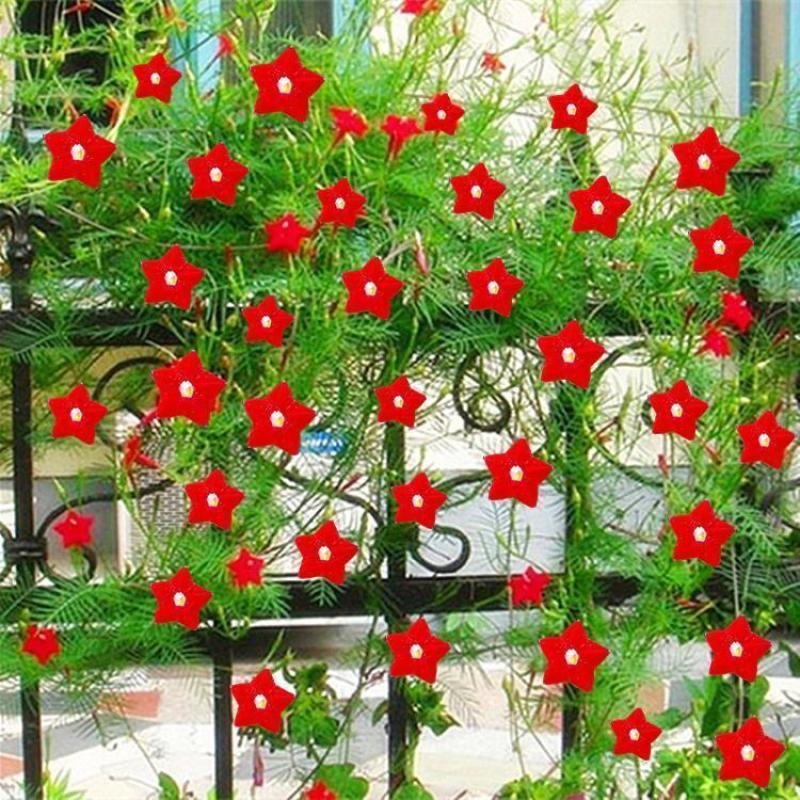 羽叶茑萝花种子庭院爬藤植物五角星花爬墙花盆栽阳台四季花卉