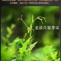 恩施高山藤茶