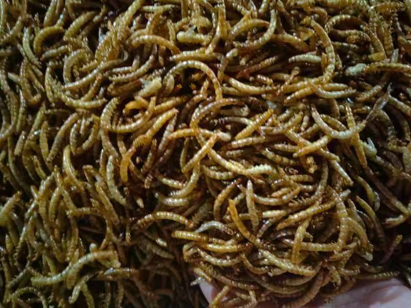 精品黄粉虫货源充足量大从优质量保证欢迎咨询
