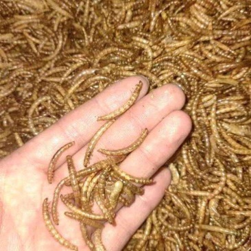 精品黄粉虫规格齐全，供各大电商专用，量大质量有保障价格