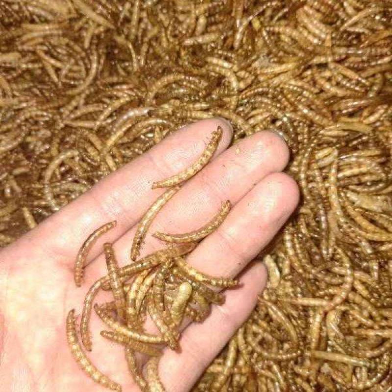 精品黄粉虫规格齐全，供各大电商专用，量大质量有保障价格