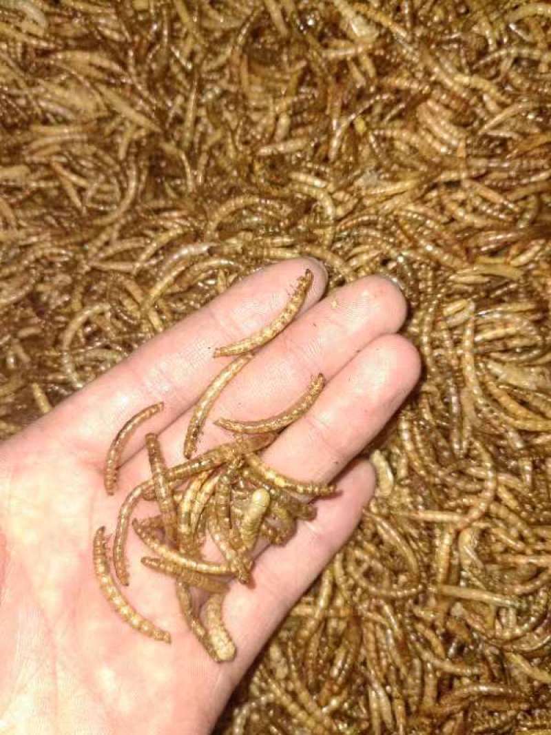 精品黄粉虫规格齐全，供各大电商专用，量大质量有保障价格