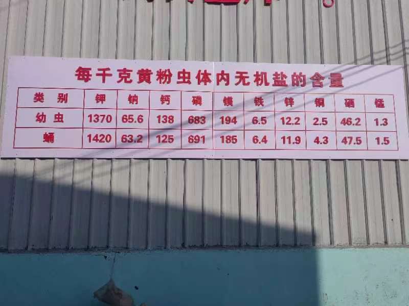 精品黄粉虫规格齐全，供各大电商专用，量大质量有保障价格