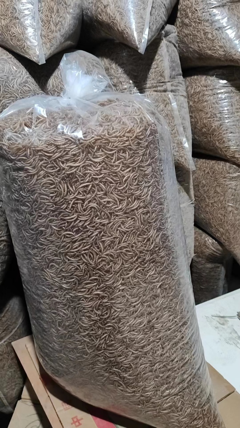 精品黄粉虫规格齐全，供各大电商专用，量大质量有保障价格