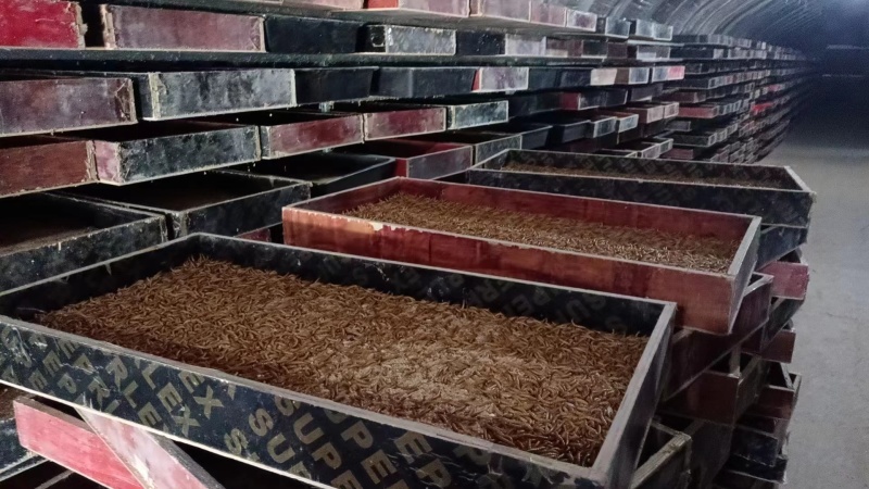 精品黄粉虫规格齐全，供各大电商专用，量大质量有保障价格