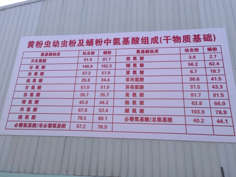 精品黄粉虫规格齐全，供各大电商专用，量大质量有保障价格