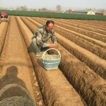 《小黄姜姜种》（合作种植技术支持）（山东小黄姜主产地）