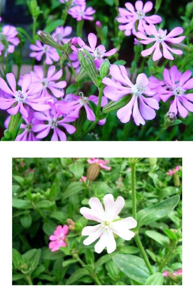 矮雪轮种子大蔓樱花地被花坛家庭院盆栽春播花卉花种子四季花