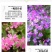 矮雪轮种子大蔓樱花地被花坛家庭院盆栽春播花卉花种子四季花