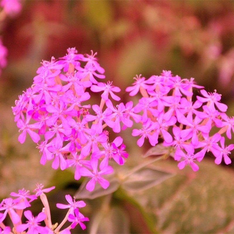 矮雪轮种子大蔓樱花地被花坛家庭院盆栽春播花卉花种子四季花
