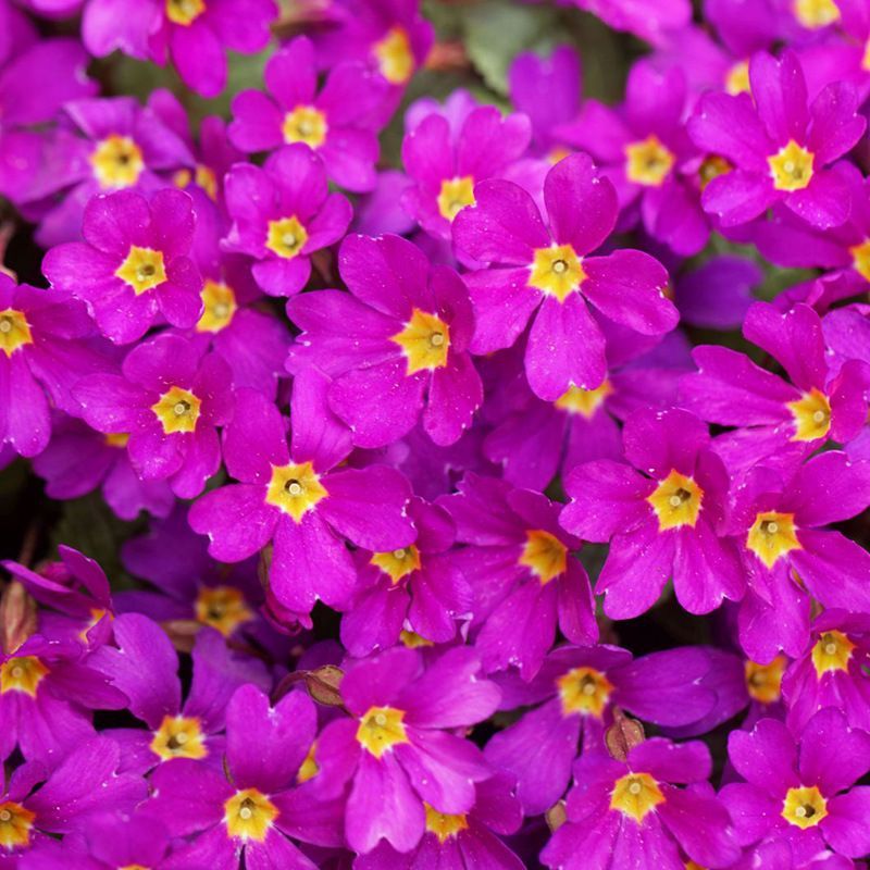 矮雪轮种子大蔓樱花地被花坛家庭院盆栽春播花卉花种子四季花