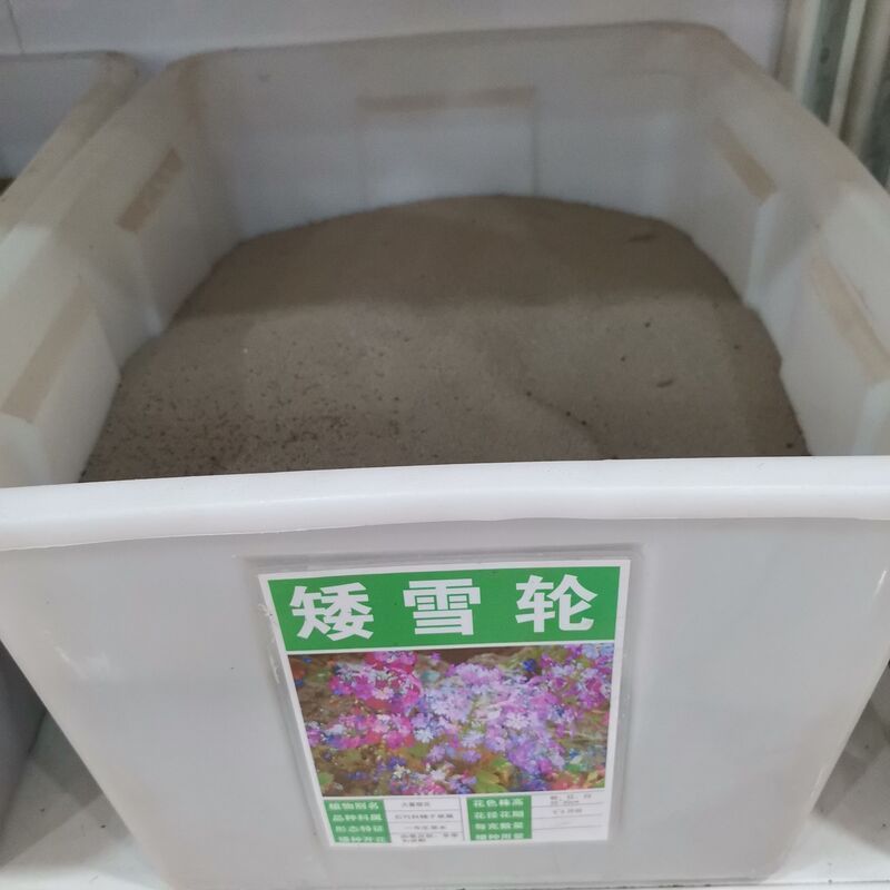 矮雪轮种子大蔓樱花地被花坛家庭院盆栽春播花卉花种子四季花