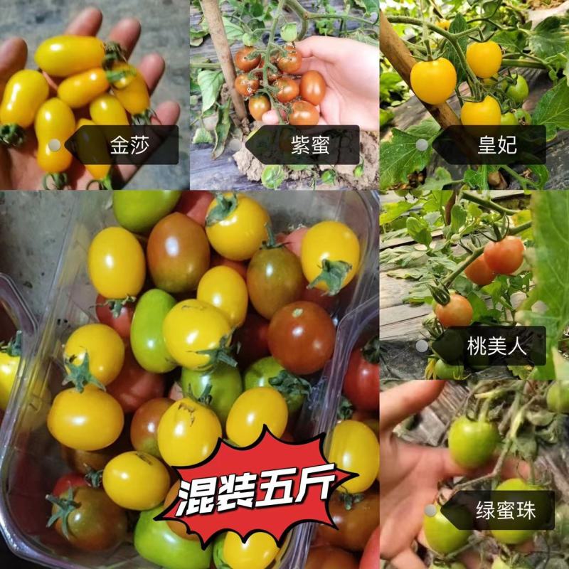 七彩小番茄。。。。。。。。。。。。。。。。