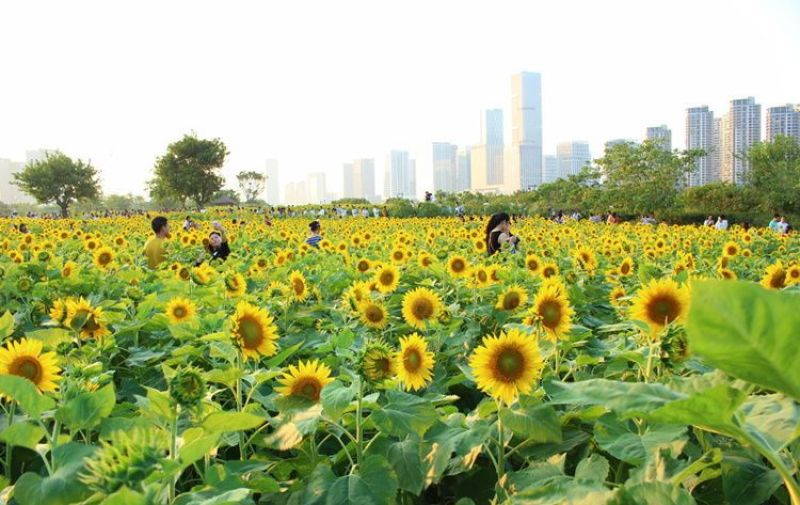 向日葵种孑，食用葵花籽高杆矮杆观赏种子室外阳台土培盆栽四