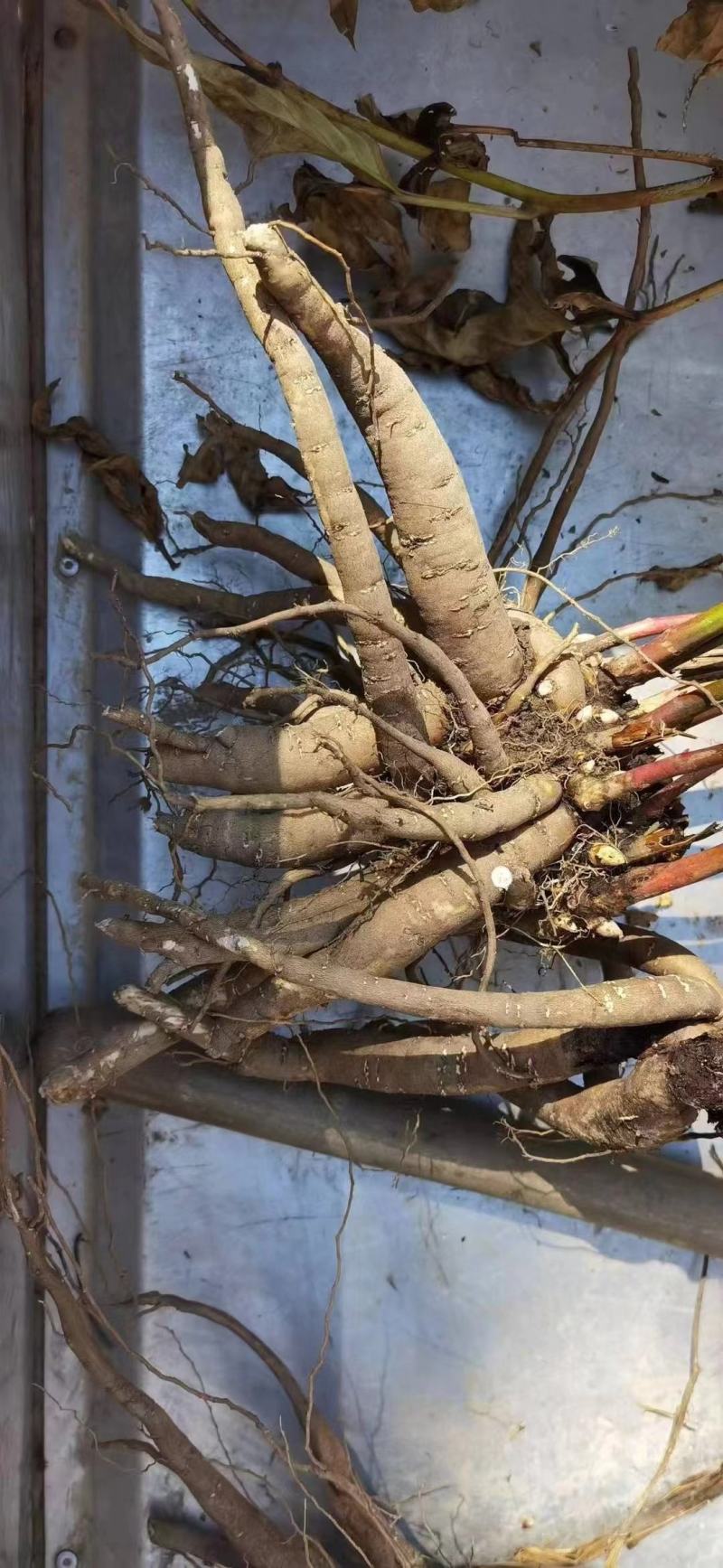 白芍药批发零售支持代打
