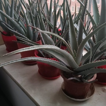 芦荟