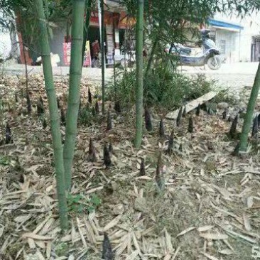 供雷竹苗