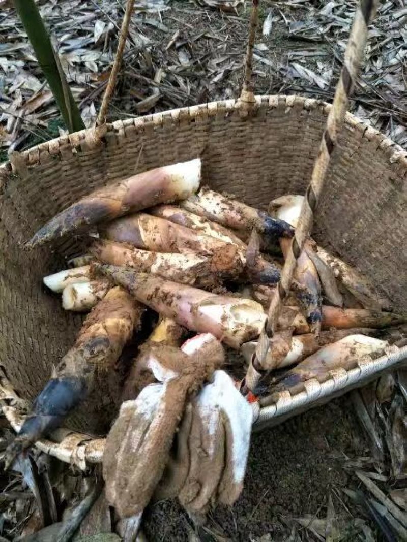 供雷竹苗