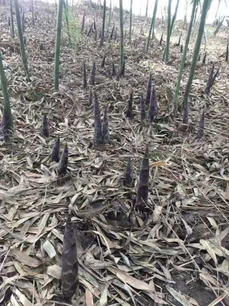供雷竹苗