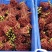 【香气浓郁】香椿芽四川新鲜香椿芽大量上市，自己的货源产地直发