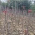 【香气浓郁】香椿芽四川新鲜香椿芽大量上市，自己的货源产地直发