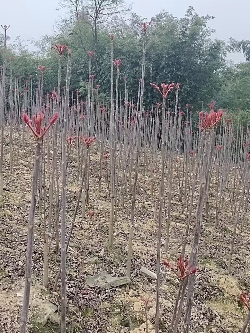 【香气浓郁】香椿芽四川新鲜香椿芽大量上市，自己的货源产地直发