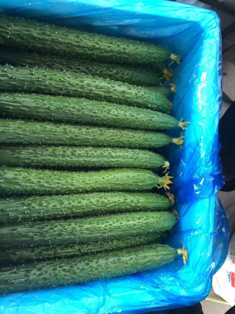 夏邑精品密刺油亮黄瓜质量好产地直发，价格实惠，欢迎联系咨