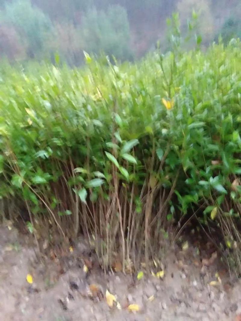 黄冈大别山高产高效山栀子苗，水栀子苗足一年二年苗！