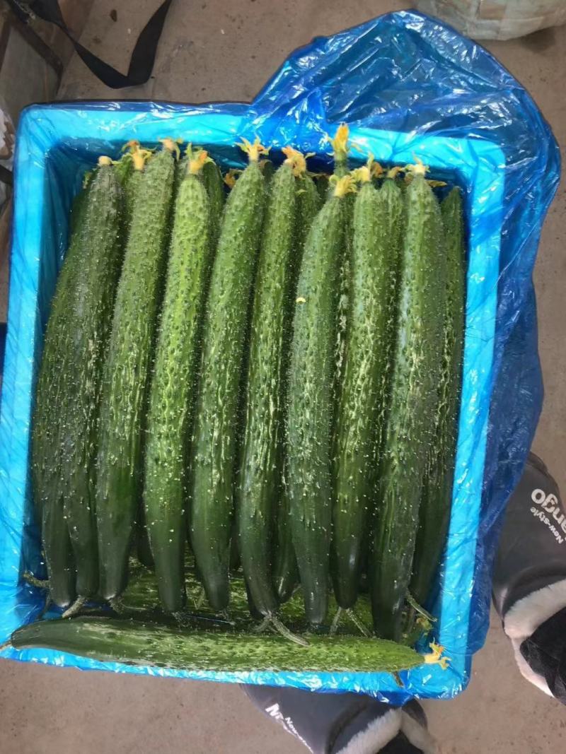 夏邑县密刺油亮绿瓤产地大量发货，干花带刺全国发货