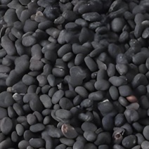 补骨脂黒故子黑姑子