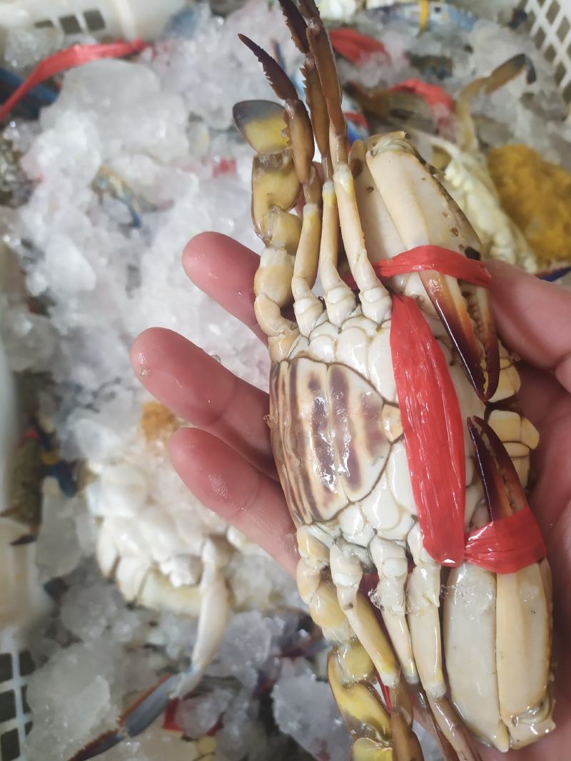 兰花蟹冰鲜，活冻价格便宜船上直供，