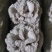 白参菌