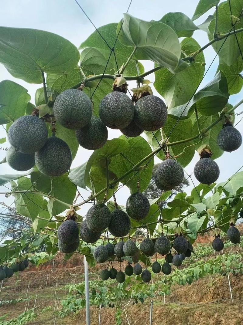 哥伦比亚热情果苗纯甜大果当年结果盆栽地栽欢迎进店