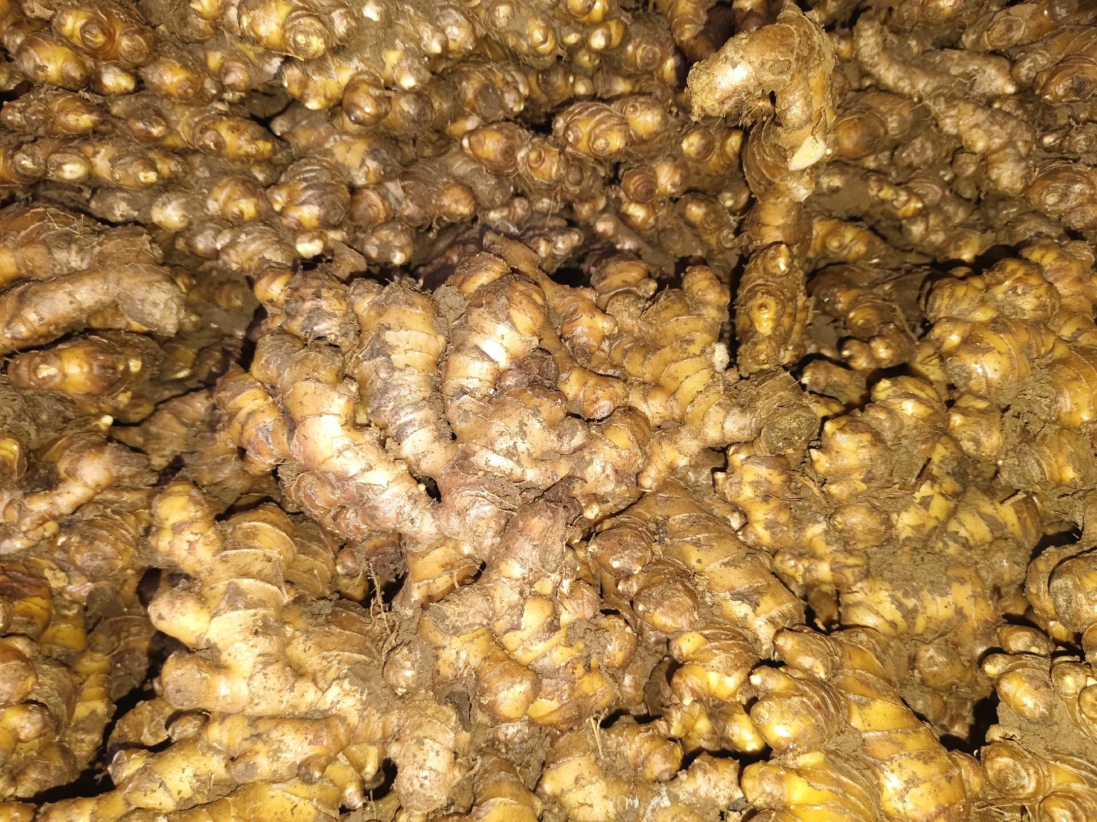 生姜根须的特写照片