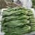 云南基地直供精品油麦菜现摘现发价格优惠货量充足欢迎咨询