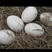三花鹅种蛋个头大可代孵视频看货量大价优欢迎来电咨询