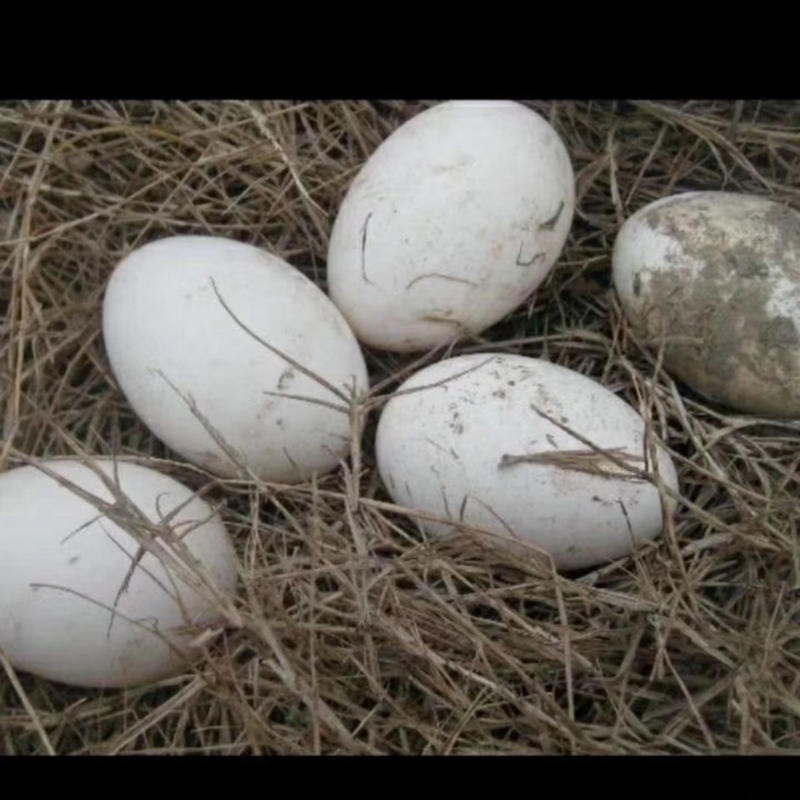 三花鹅种蛋个头大可代孵视频看货量大价优欢迎来电咨询