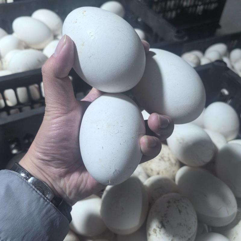 新鲜鹅蛋圆黄蛋全年供货正宗鹅蛋非白皮鸭一手货源